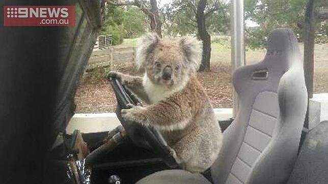 ¿Este koala trataba de arrancar el coche?