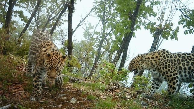 El Leopardo de Amur es el felino con más probabilidades de extinción del mundo