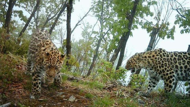 Leopardo de Amur: se duplica su población desde los 30 individuos de 2007