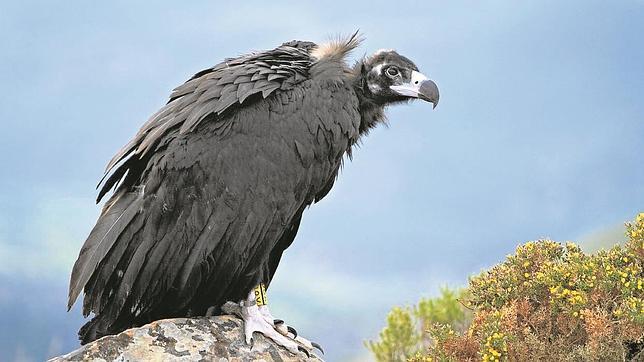 Madrid aspira a ser un referente en el turismo de avistamiento de aves