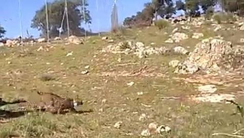 Con Lechuza ya son diez los linces liberados en Extremadura