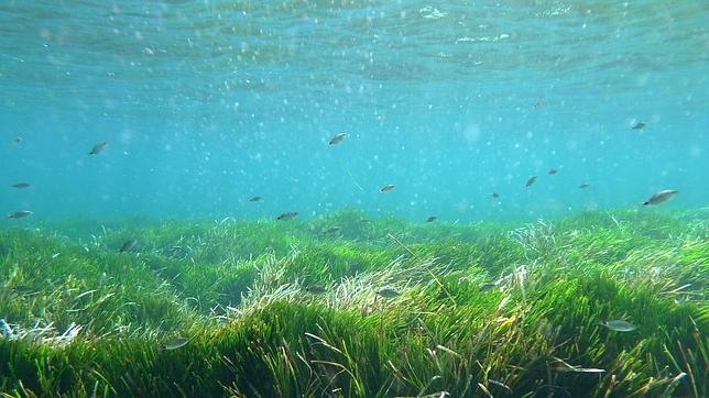 La UE considera a la Posidonia oceanica un «hábitat prioritario»