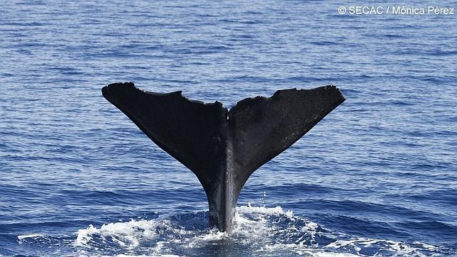 El Parlamento canario apoya la creación de un santuario de ballenas