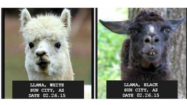 Dos llamas, en busca y captura en Arizona