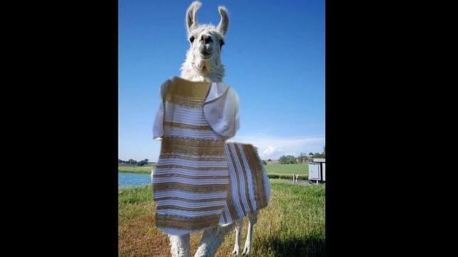 Una llama lleva el vestido viral