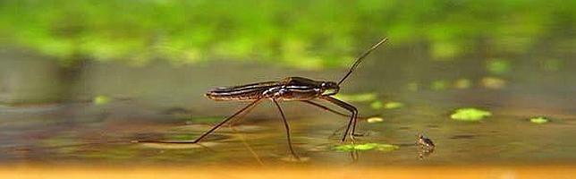 ¿Cómo pueden algunos insectos caminar sobre el agua?