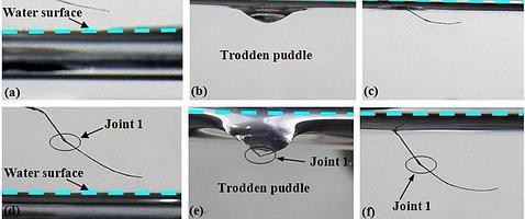 Secuencia del tarso de un mosquito presionando progresivamente la superficie del agua. Entre d y f, la secuencia de la pata trasera al completo presionando progresivamente la superficie del agua