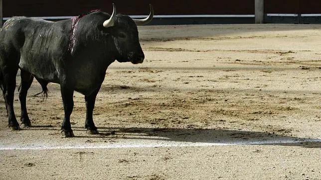 Toro de Victorino (con el 21 por ciento de IVA) en el ruedo de Las Ventas