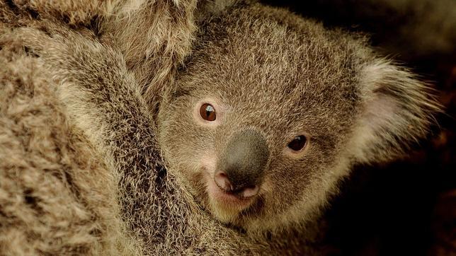 Australia sacrifica a cerca de 700 koalas por «problemas de superpoblación»