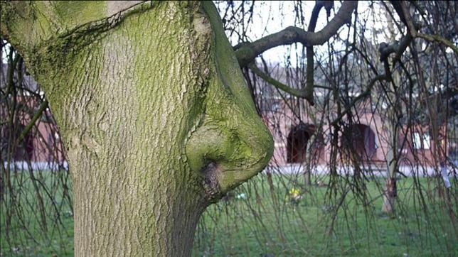 Érase un árbol a una nariz pegado