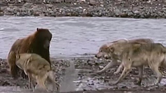 Lucha insólita entre un oso y cuatro lobos