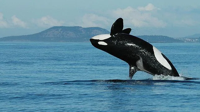 El salto de una orca. Los investigadores hicieron observaciones sobre 102 ejemplares