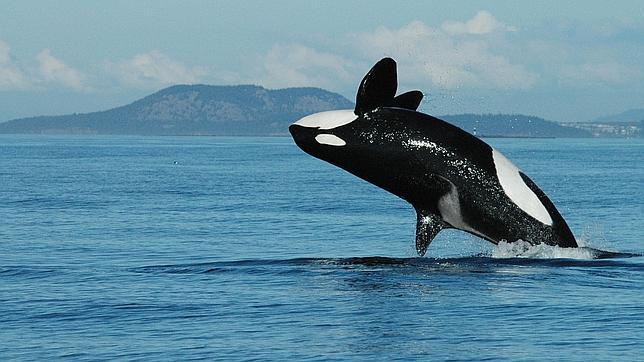 El salto de una orca. Los investigadores hicieron observaciones sobre 102 ejemplares