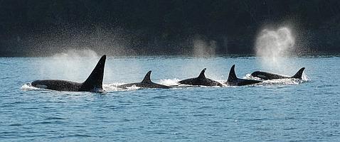 Un grupo de orcas sigue al líder