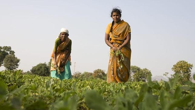 Dos mujeres indias cultivan la tierra