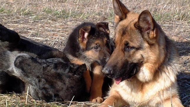 El perro entrenado para oler el cáncer de tiroides es de la raza pastor alemán