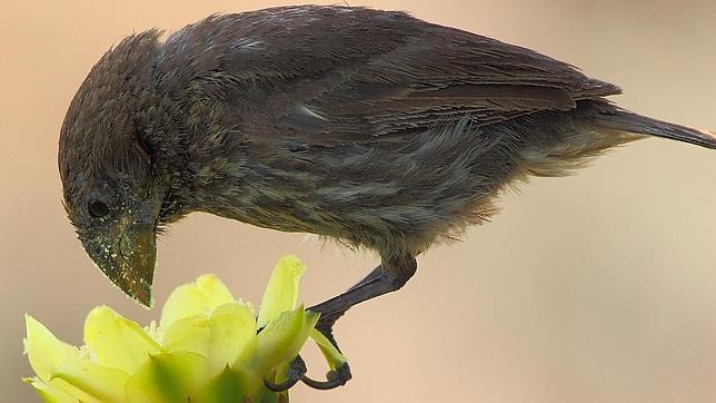 La escasez de insectos obliga a las aves de Galápagos a alimentarse de 100 especies de flores