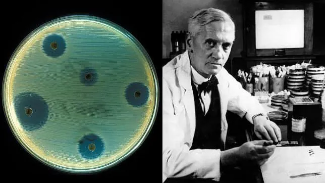 Fleming descubrió por accidente que las bacterias no crecían alrededor de un tipo de moho