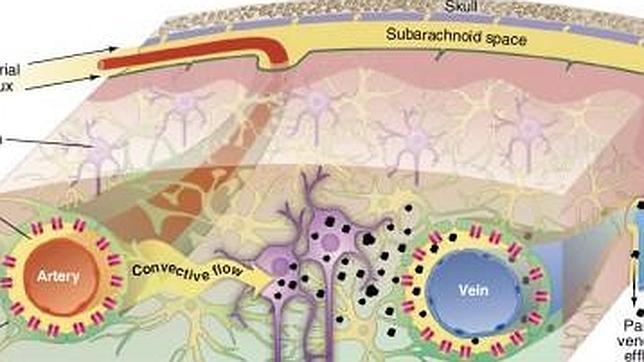 El sistema de recogida de basuras del cerebro