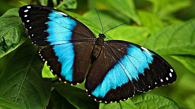 Miles de mariposas en Málaga