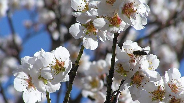 Cómo saben las plantas que tienen que florecer en primavera