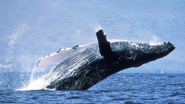 Las ballenas del hemisferio sur han sido los ejemplares más capturados por los buques