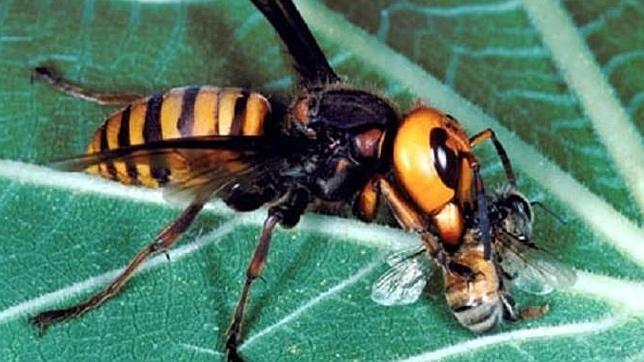 Cinco animales mortíferos de los que no habías oído hablar