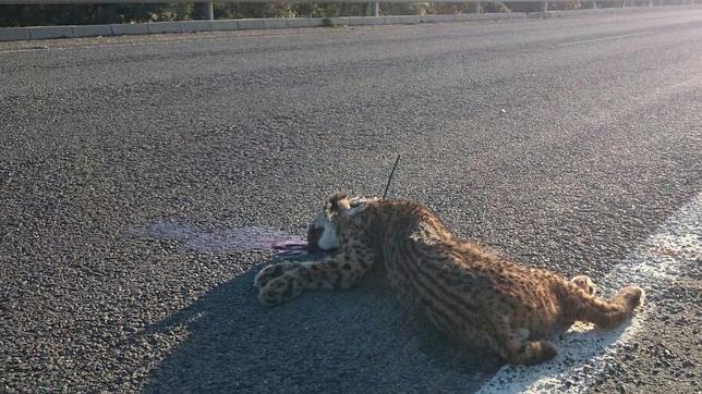 Cuarto atropello de un lince ibérico en lo que va de 2015