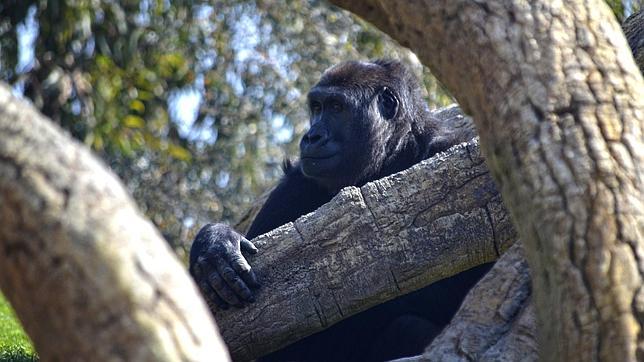 La gorila Nalani se aclimata a su vida en Bioparc