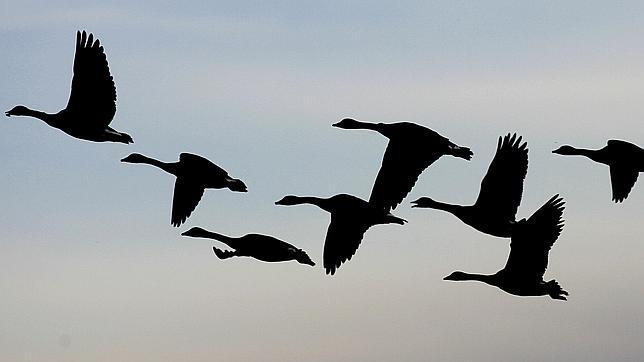 Dos mil gansos caen «literalmente» del cielo sobre el estado de Idaho