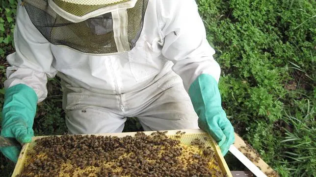 Un miembro del equipo de investigación inspecciona una colmena para evaluar la salud de la colonia expuesta al insecticida