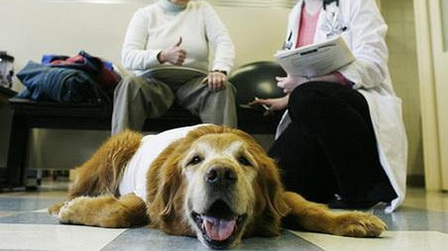 Perros, los nuevos terapeutas de las cárceles españolas