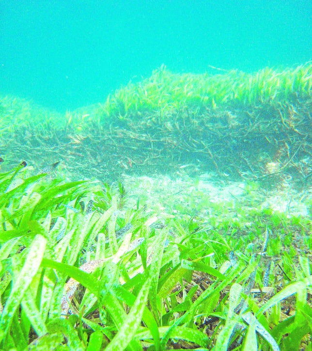 La depuración de las aguas es vital para los ecosistemas marinos