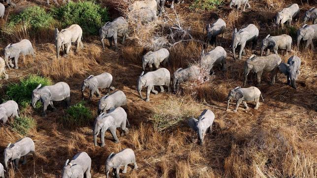 Denuncian la matanza de más de 30 elefantes en una reserva del Congo