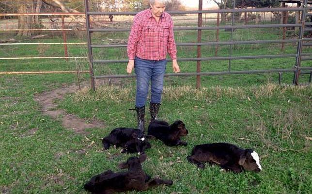 Una vaca da a luz a cuatro terneros en Texas