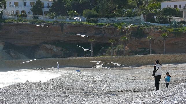 Las aves que viven en ciudades colonizan mejor nuevos hábitats