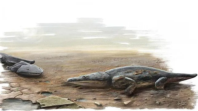 Encuentran el fósil de una salamadra gigante, más grande que un humano