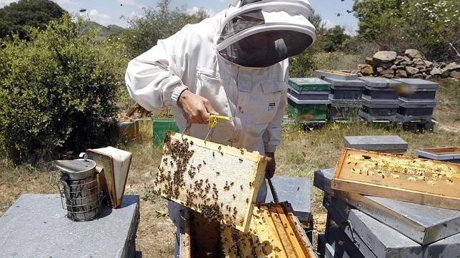 Resuelve el problema matemático de las abejas