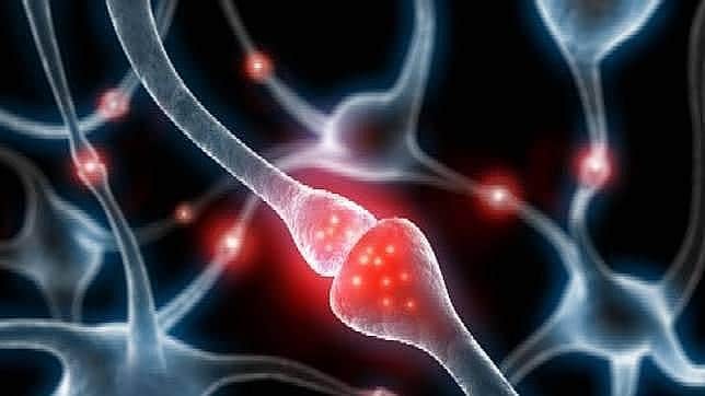 La proteína tau tóxica daña las neuronas del cerebro