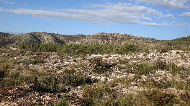 Espacio natural perturbado por un incendio en el Garraf