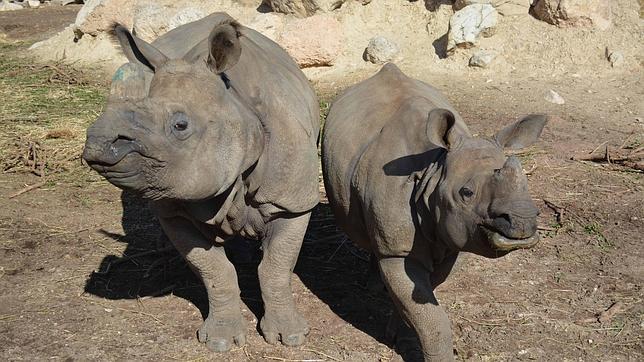 Susto, el primer rinoceronte nacido en España en cautividad, junto a Shiwa, su madre