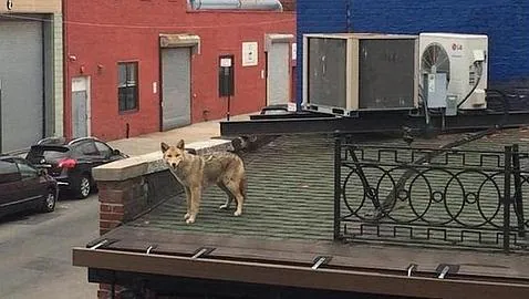 Un coyote se pasea por el tejado de un bar de Nueva York