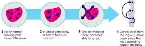 La imagen muestra cómo realmente se desarrolla el cáncer: algunas células con errores en su ADN forman tumores y uno (o varios) progresa y se propaga por el organismo