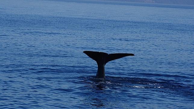 Ni la Antártida ni Canadá: cómo ver ballenas en Mazarrón