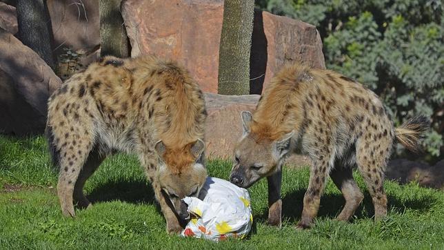 Así celebran la Pascua los animales de Bioparc Valencia