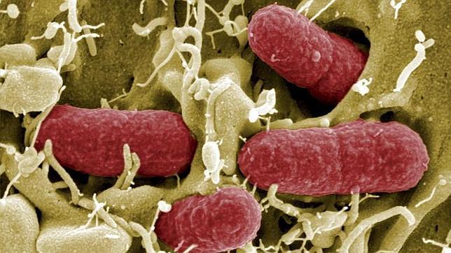 Un brote de bacterias resistentes a los antibióticos podría matar a 80.000 británicos