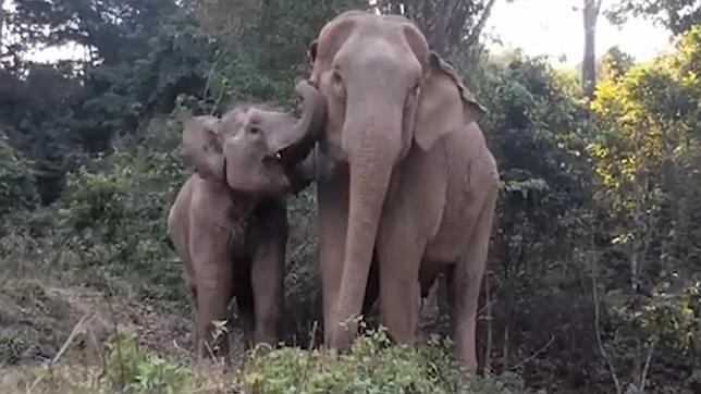 El emotivo reencuentro de un bebé elefante con su madre