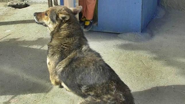 Imputan en Bolivia a un perro por violar a un menor