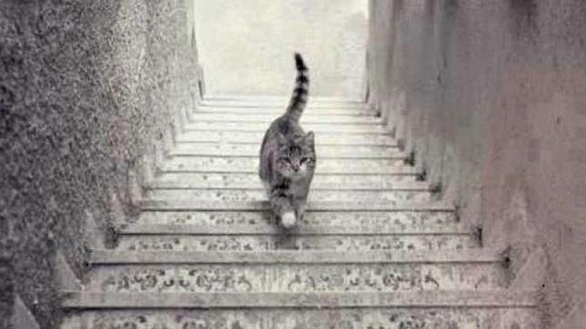 ¿Sube o baja las escaleras?