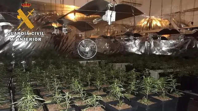 La Guardia Civil halla 746 plantas de marihuana en el sótano de una vivienda